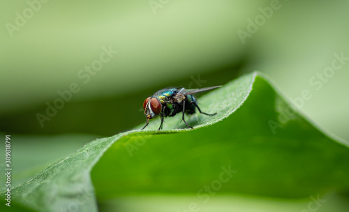 Housefly on a green leaf in the garden close up macro photograph