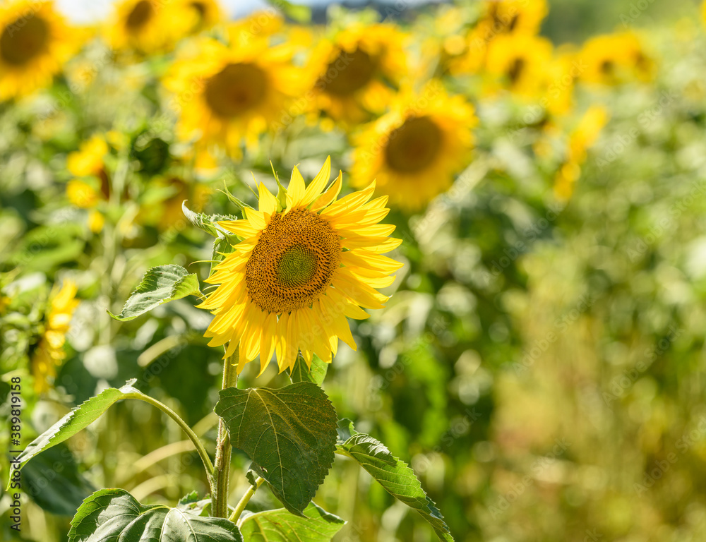 sunflower on side of the field sunflower on side of the field