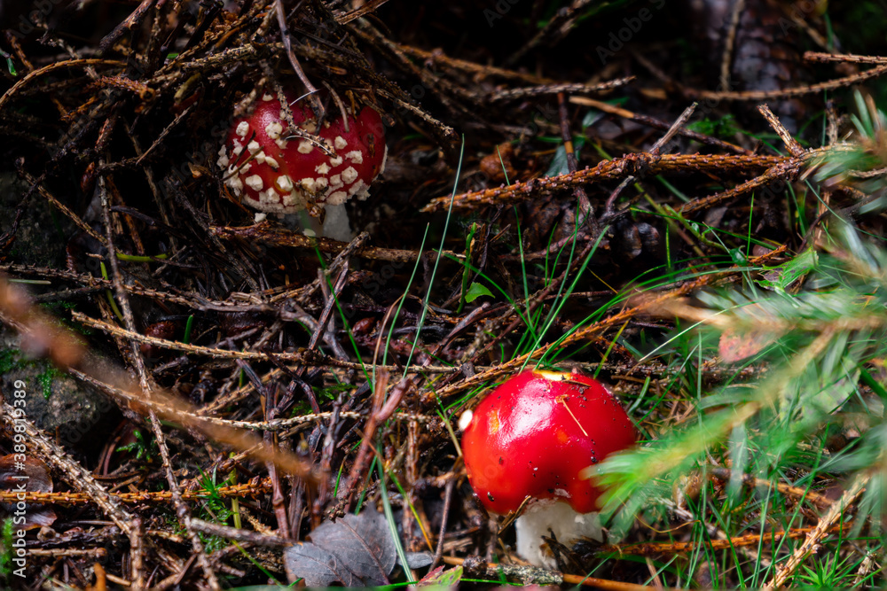 Versteckter Fliegenpilz im Schwarzwald Versteckter Fliegenpilz im Schwarzwald