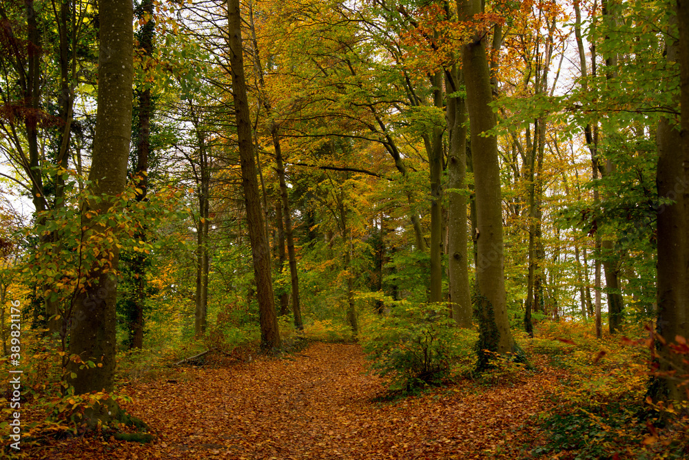 Herbstlicher Wald im Kaiserstuhl