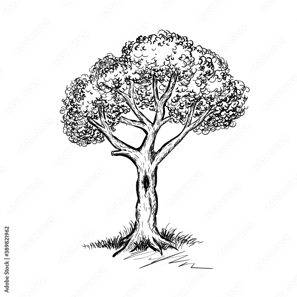 Beautiful hand drawn tree vector illustration