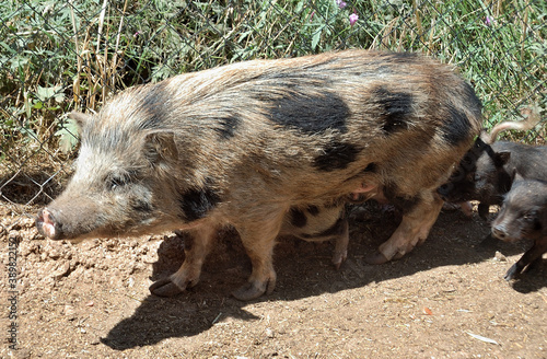 Small spotted piglet on a farm