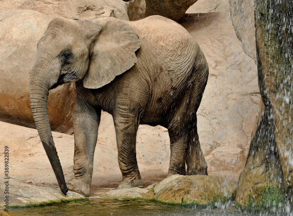Fototapeta premium African Elephant in a natural environment