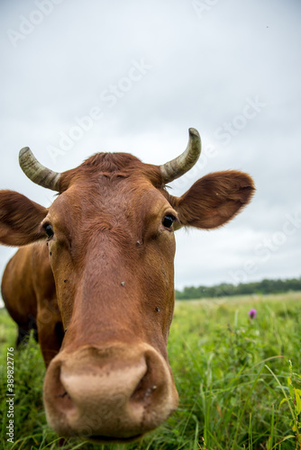 Fototapeta Naklejka Na Ścianę i Meble -  A brown cow eats grass in a meadow in spring.