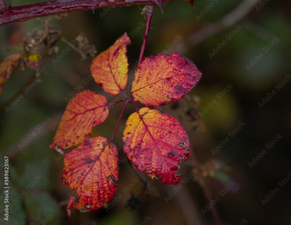 The autumn leaves of a tree in a forest