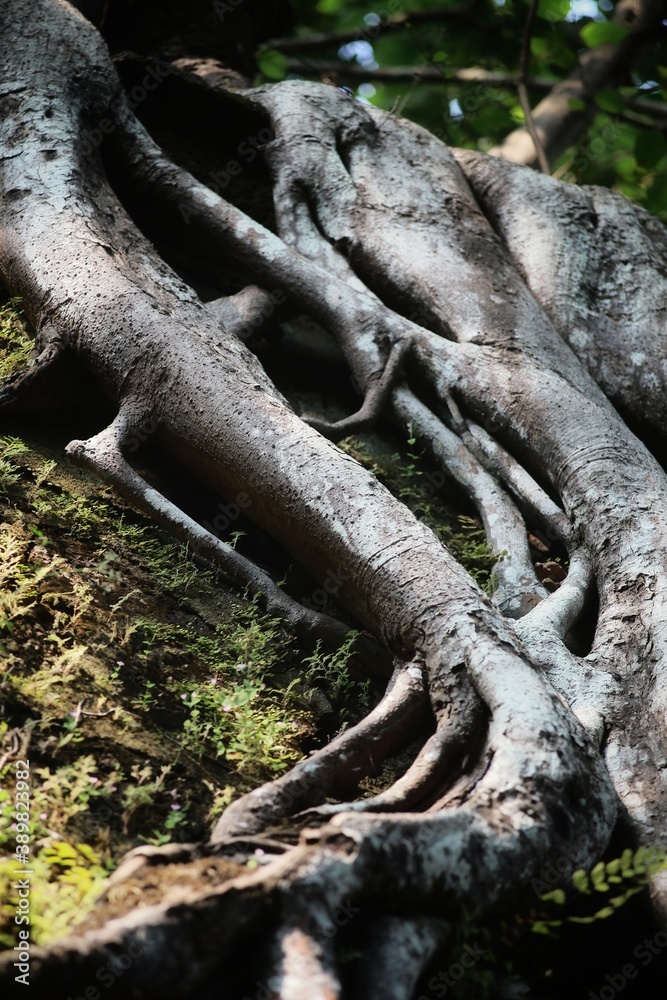 Tree roots on the wall in the ruined Fort. Maharashtra state. India.