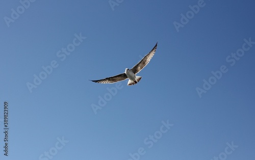 a Seagull flies in the blue sky over the black sea © Arina Popkova