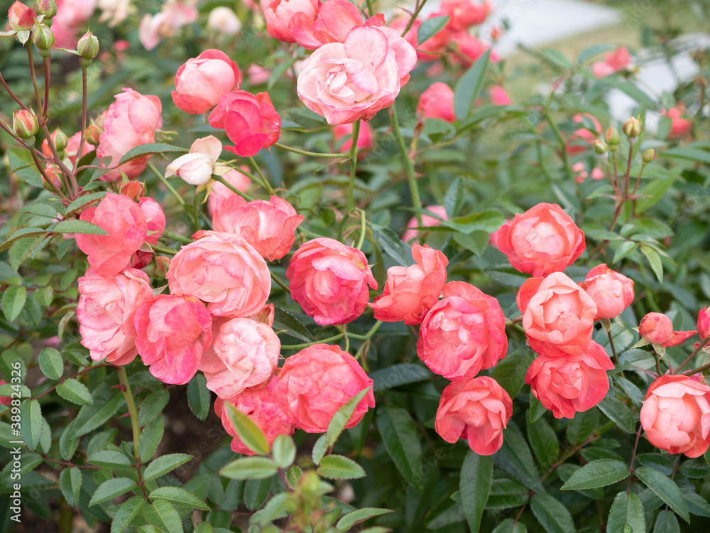 Obraz premium pink roses in garden