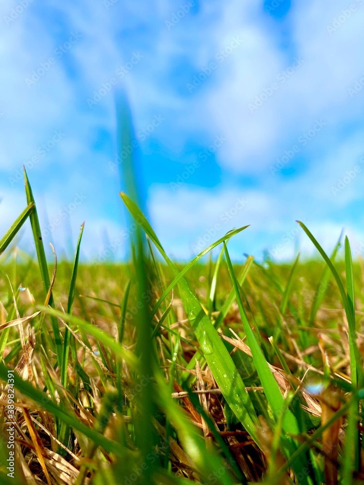 Obraz premium grass and sky