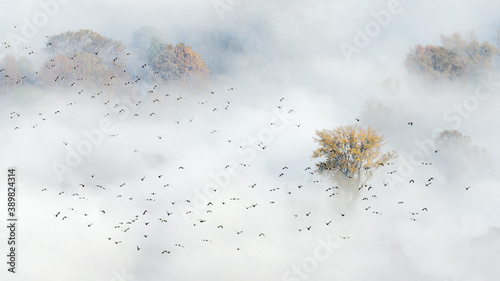 The migration over the foggy forest © manuel