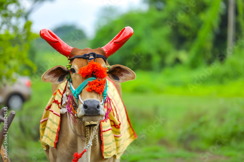 Indian pola festival , Pola is a festival respecting bulls and oxen which is celebrated by farmers in Maharashtra and all over India