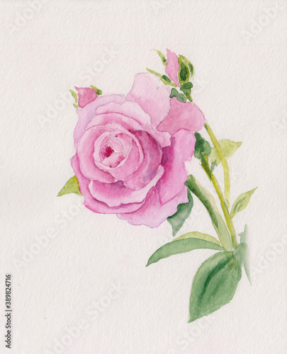 Watercolor painting of pink rose on green stem with tiny young buds. Stock floral rose flower illustration sketch. Ideal for wedding invitation, food, packaging decoration, patterns or cloth prints.  © Sergey Pekar