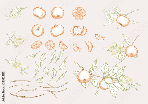 Mandarin, tangerine tree branch with fruits, flowers and leaves. Element for design. Graphic drawing, engraving style. Vector illustration. Isolated on white background.