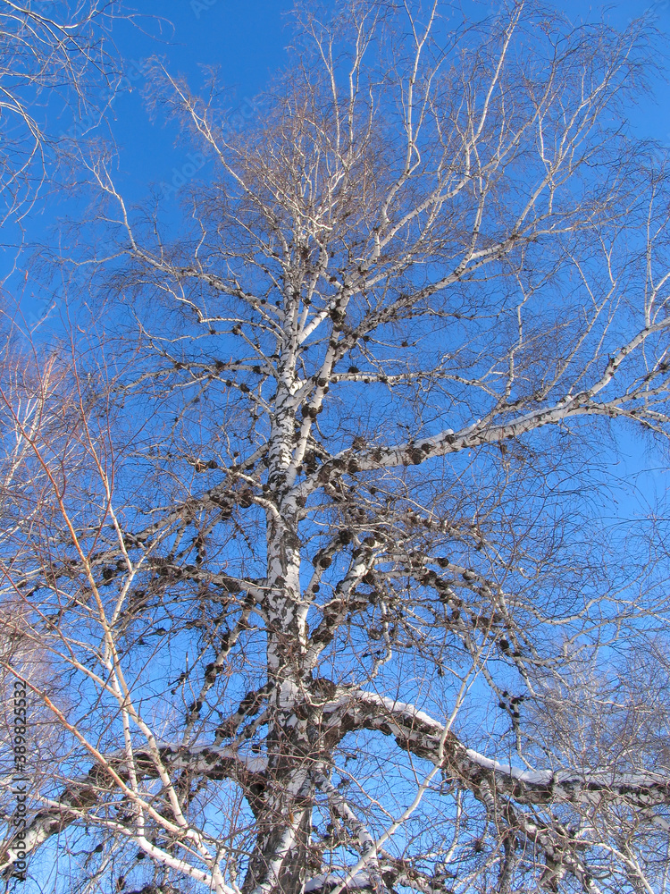 Birch under the hoar-frost