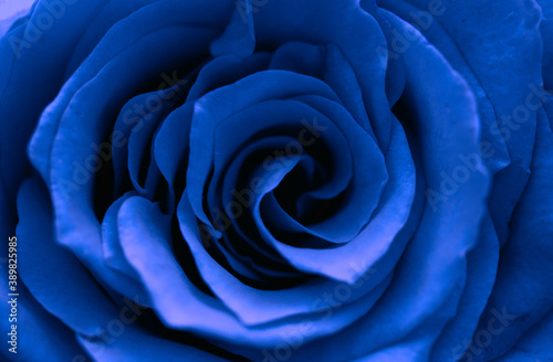 close up of blue rose