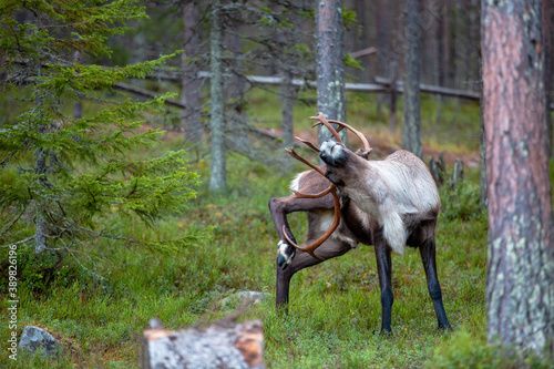 deer in the woods