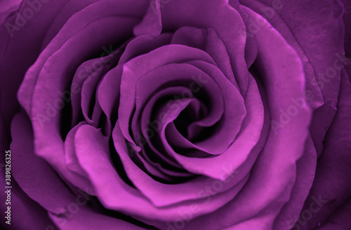 close up of purple rose