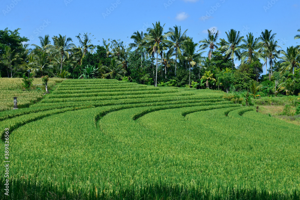 Beautiful rice paddy field in Jatisari, Bali, Indonesia.