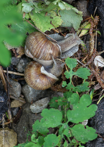 Two snails on the grass 