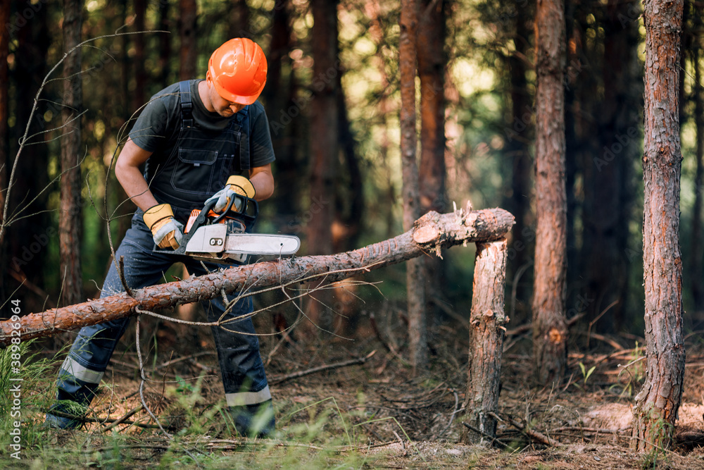 Obraz premium The logger uses a saw. A person using a saw while cutting wood