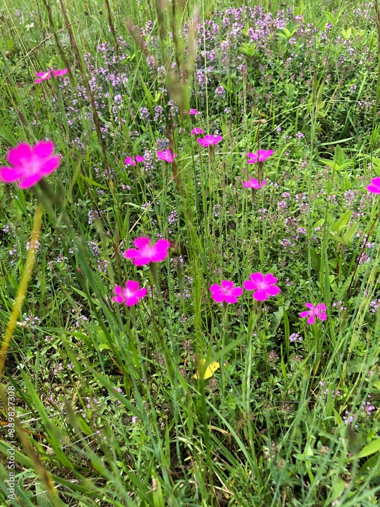 flowers in the garden flowers in the garden