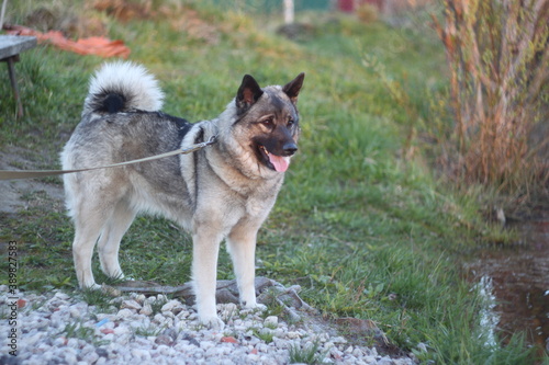 Dog breed gray Norwegian Laika for a walk.