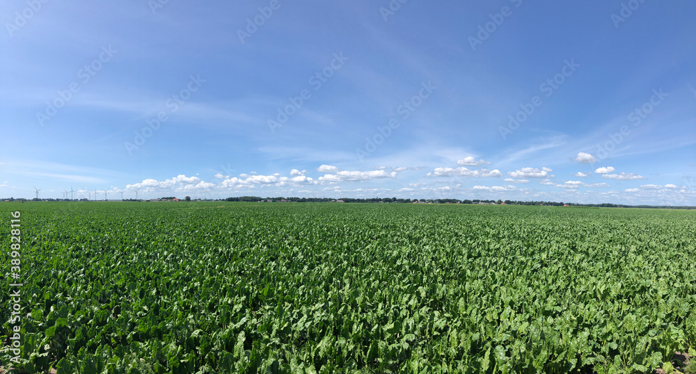 Farmland panorama around Rheezerveen