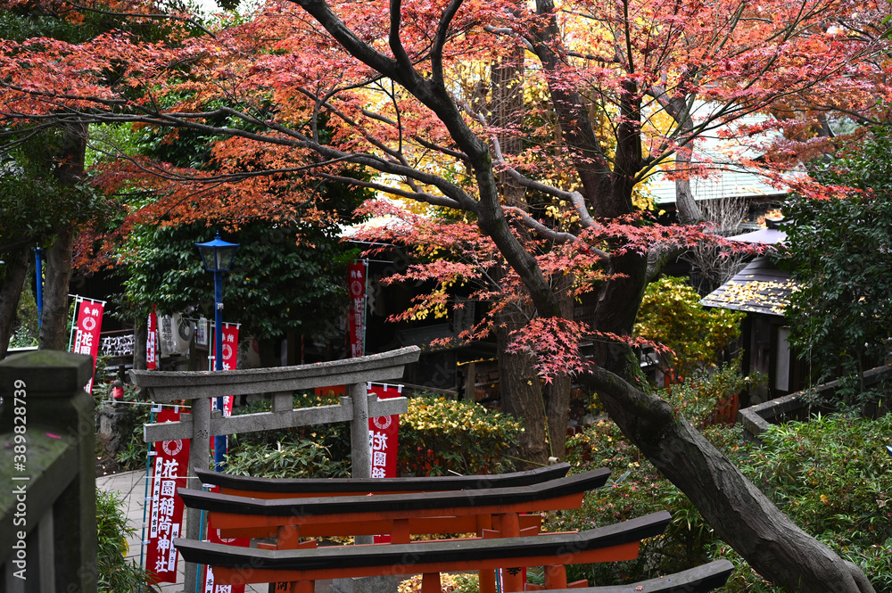 上野の五條天神社の紅葉風景