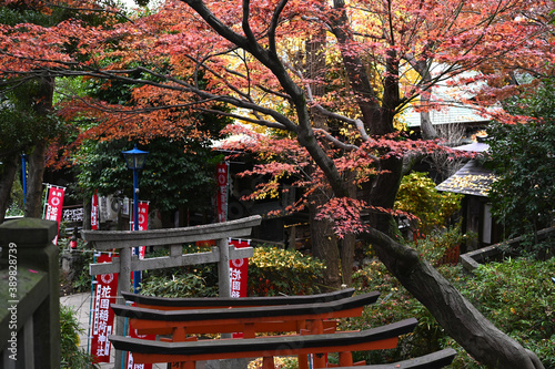 Obraz na płótnie 上野の五條天神社の紅葉風景 w salonie