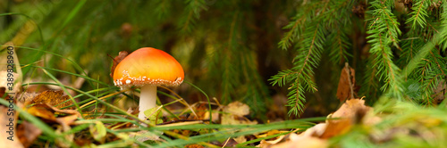 mushroom fly agaric in grass on autumn forest background. toxic and hallucinogen red poisonous amanita muscaria fungus macro close up in natural environment. banner