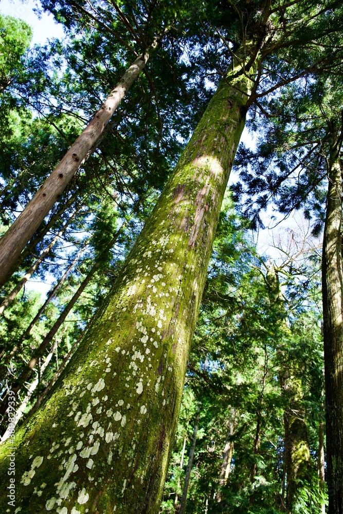 Fototapeta premium Green forest in Japan.