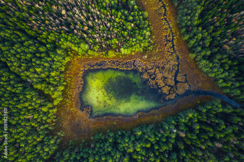 Top drone view of green swamp lake in the green forest, beautiful nature view