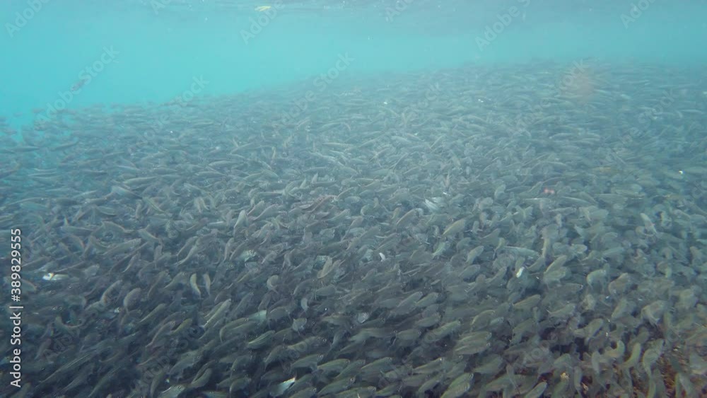 Shoals of sardines in the ocean. Tropical underwater landscape. Bohol, Philippines. Shoals of sardines in the ocean. Tropical underwater landscape. Bohol, Philippines.
