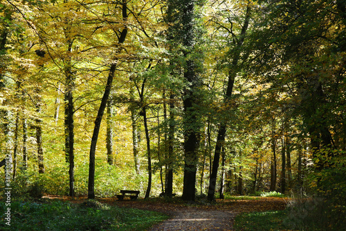 Autumn forest in Baden-Wurttemberg, Germany © nastyakamysheva