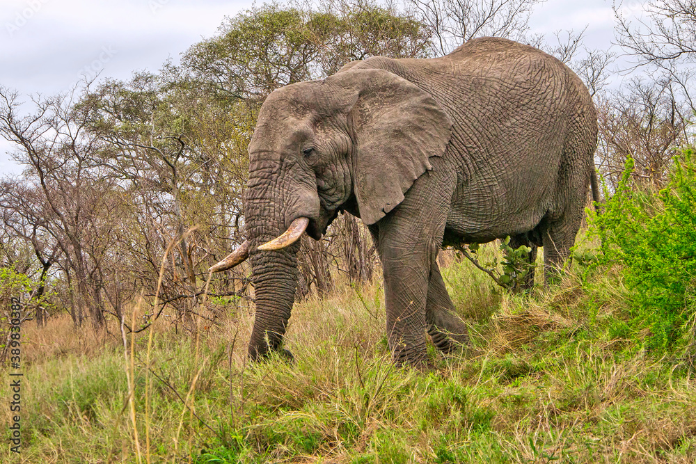 Obraz premium African Elephant, Loxodonta africana, Kruger National Park, South Africa, Africa
