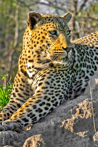 Leopard  Panthera pardus  Kruger National Park  South Africa  Africa