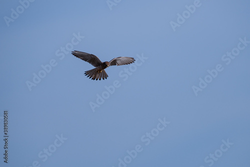 common kestrel in stationary flight with blue sky in background