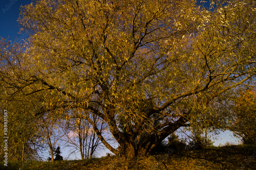 Landscape with an autumn tree in the sun.