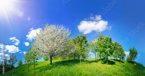 Beautiful bright spring landscape with blooming trees on hill in Park on Sunny day against blue sky with clouds. Natural scene with Juicy young greens in nature.