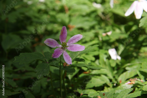 Closeup shot of a beautiful purple flower photo