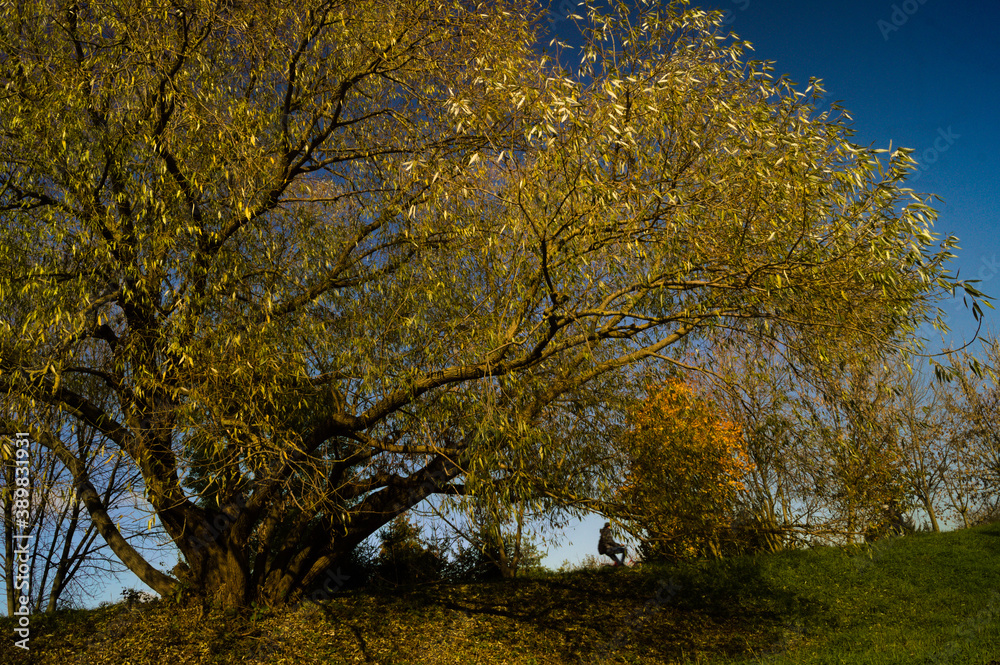 Fototapeta premium Landscape with an autumn tree.