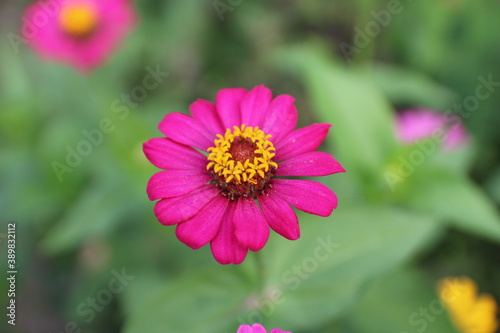 Pink zinnia flowers bloom beautifully with green leaves in the garden in the morning.