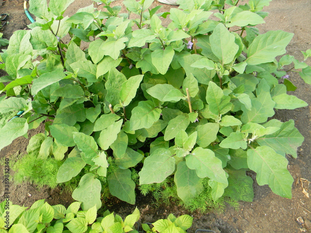 eggplant plant eggplant plant