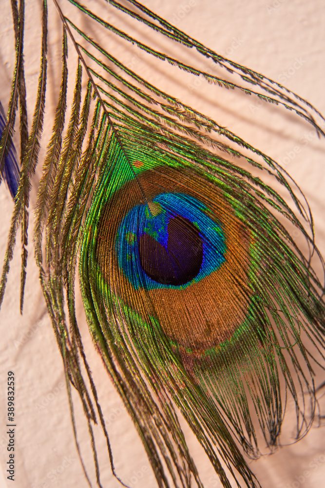 Naklejka premium Macro Peacock Feather
