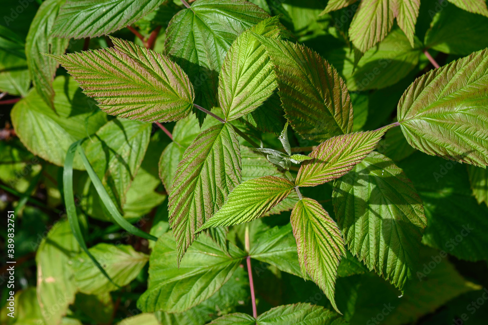 Feuilles de framboisier
