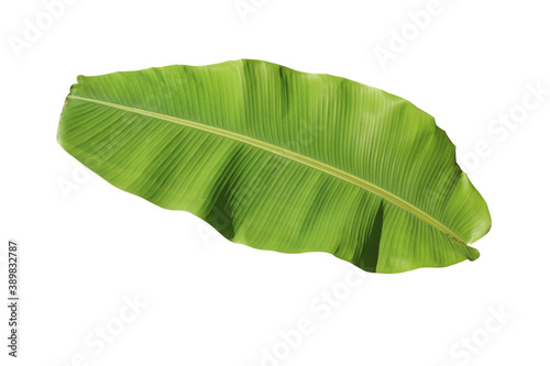 Banana leaf that is separate from the white background—Image   