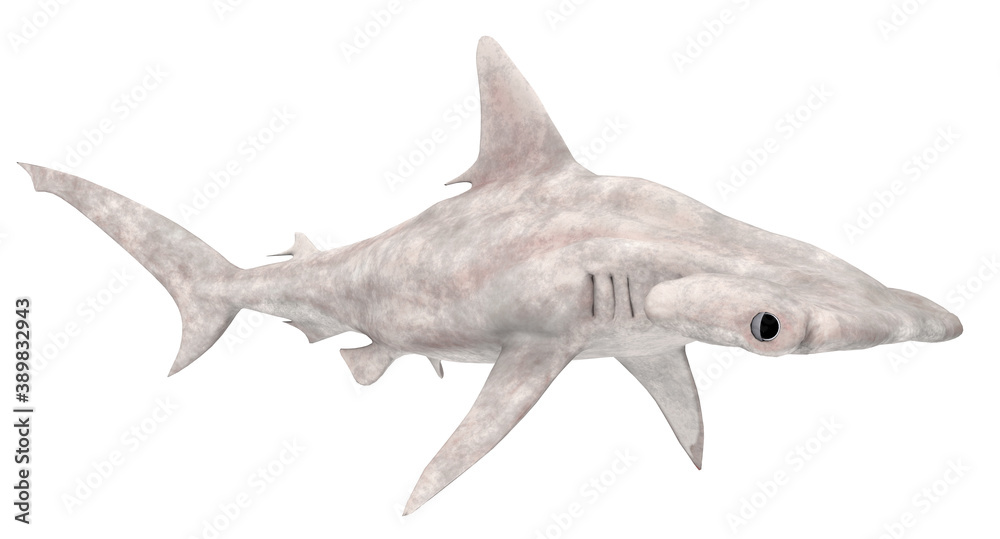 Naklejka premium Hammerhai, Freisteller
