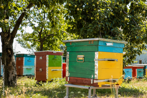 Apiary in the country side. Home for bees. A small colorful bee houses inside of the apple garden. rganic honey production. Harvesting season. Wooden hives in the village.
