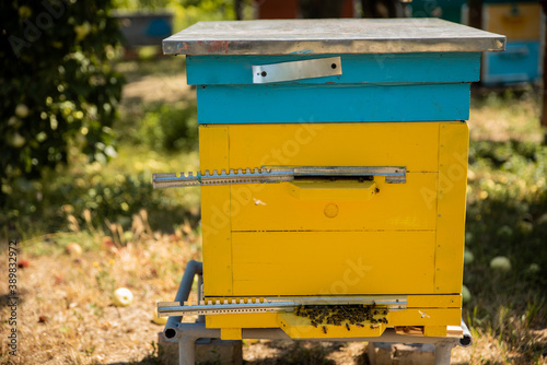 Colorful yellow and blue house for bees. Wooden hives in the village. A small bee houses inside of the garden. Organic honey production. Harvesting season. Apiary in the country side. © Oleksandr