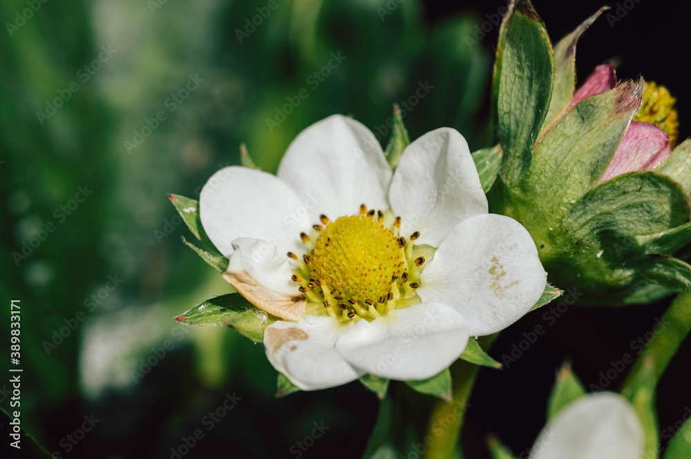 Fleur de fraisier